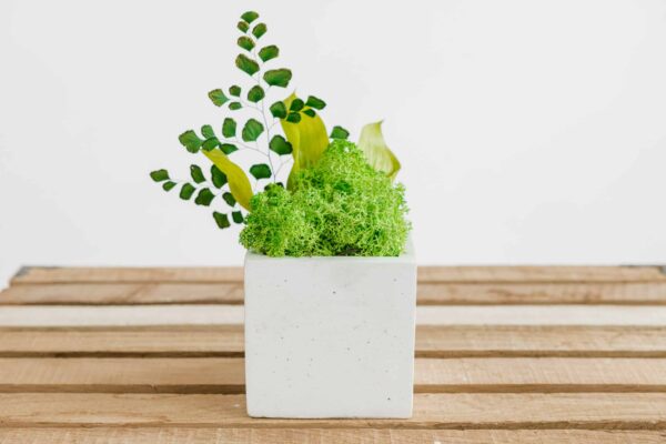 Square Concrete Vase with Iceland Moss and Plants - Image 3