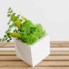 Tilted white cube concrete vase with vivid green reindeer moss and fern foliage on a wooden surface