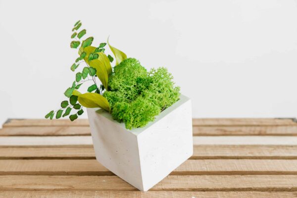 Square Concrete Vase with Iceland Moss and Plants - Image 2