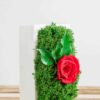 Vertical white concrete vase filled with green moss and a red rose on a wooden slatted surface