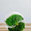 Front view of circular white Yin Yang concrete vase with green ball and Provence moss