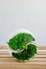Yin Yang Concrete Vase with Provence and Spherical Moss - Image 3
