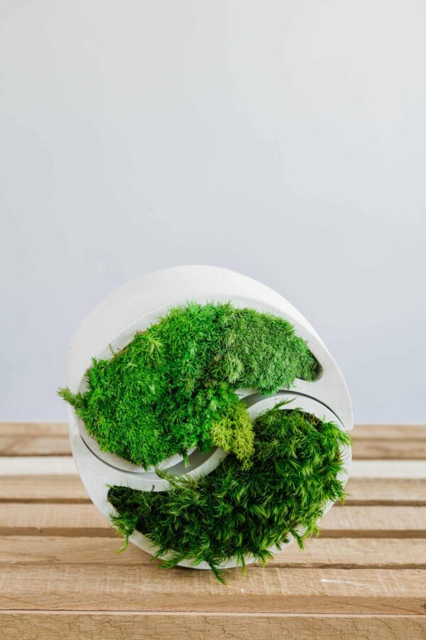 Yin Yang Concrete Vase with Provence and Spherical Moss - Image 3