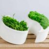 Side view of two curved white concrete vases filled with green moss on a wooden surface