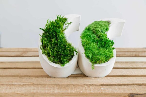 Yin Yang Concrete Vase with Provence and Spherical Moss - Image 6