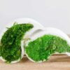 Top view of two curved white concrete yin yang planters filled with green moss
