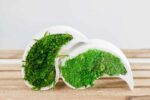 Yin Yang Concrete Vase with Provence and Spherical Moss - Image 5