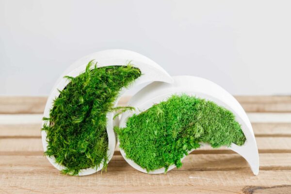 Yin Yang Concrete Vase with Provence and Spherical Moss - Image 5