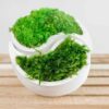 Two-piece Yin Yang concrete vase with preserved moss on a wooden surface