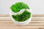 Yin Yang Concrete Vase with Provence and Spherical Moss