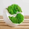Angled view of white concrete Yin Yang vase filled with green moss on wooden slats
