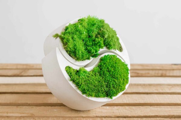 Yin Yang Concrete Vase with Provence and Spherical Moss - Image 2
