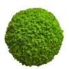 Round decorative moss ball covered in preserved reindeer moss over a white background.