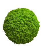 Moss Ball with Iceland Moss