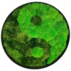 Round preserved moss wall art featuring a yin-yang motif in a circular frame