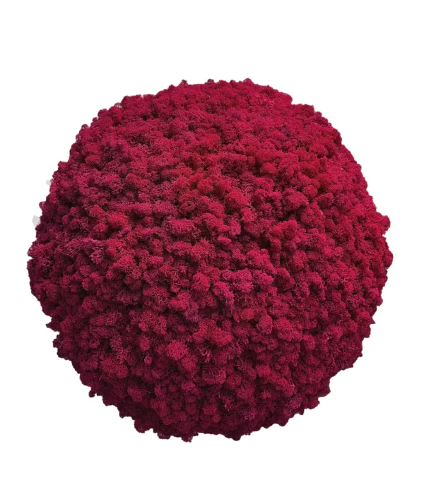 Moss Ball with Iceland Moss - Image 6