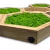 Close-up of natural wood hexagon frame with green moss insert and side power switch.