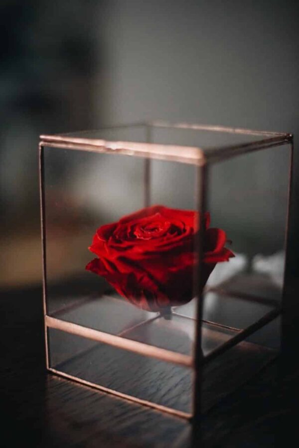 Cube glass cabinet with metal frame enclosing a preserved rose