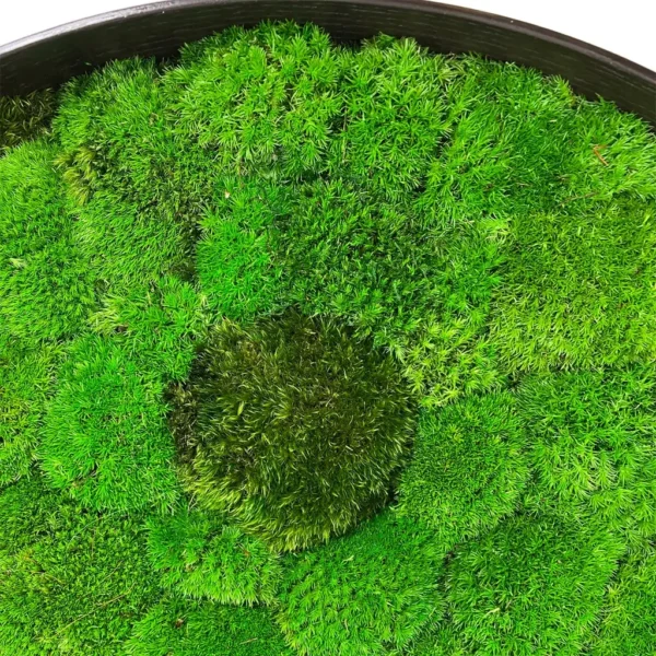 Round Moss Wall Art Yin Yang - Image 4