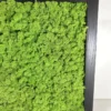 Close-up of vibrant green reindeer moss set inside a black wooden frame