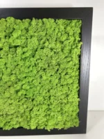 DIY Moss Picture Kit – Reindeer Moss - Image 6
