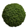 Spherical decorative ball covered in textured green reindeer moss on a white background.