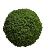 Moss Ball with Iceland Moss - Image 3