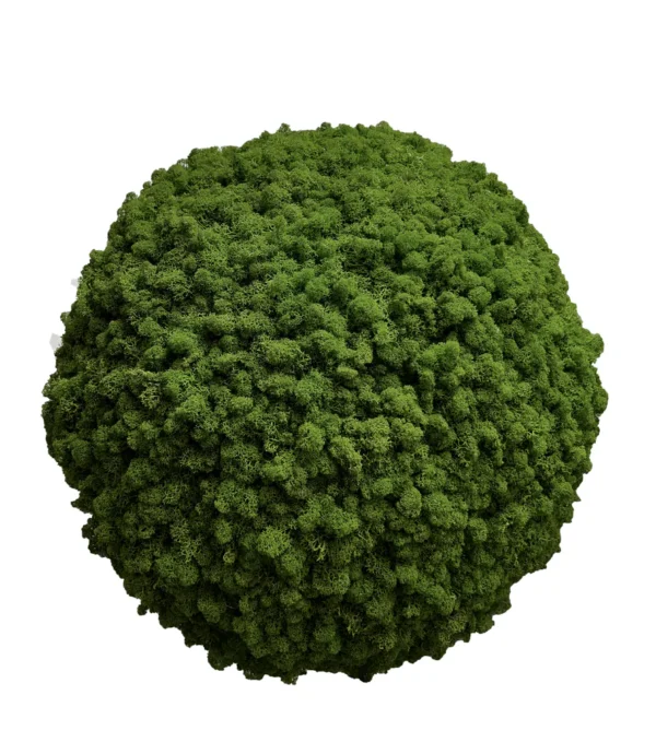 Moss Ball with Iceland Moss - Image 3