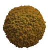 Decorative spherical ball covered in dense yellow reindeer moss over a white background.