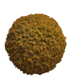 Moss Ball with Iceland Moss - Image 5