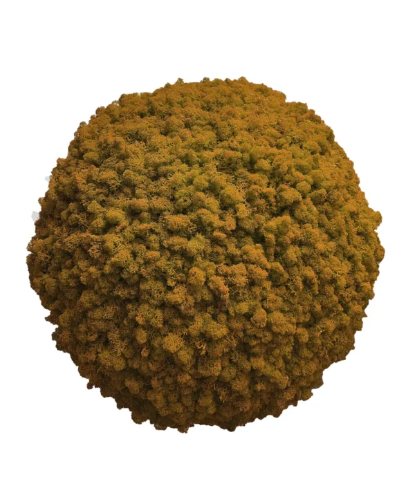 Moss Ball with Iceland Moss - Image 5