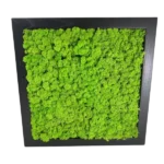 DIY Moss Picture Kit – Reindeer Moss - Image 4