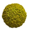 Spherical decorative ball covered in textured yellow reindeer moss on a white background.