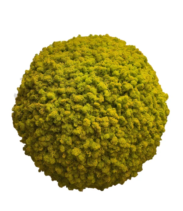 Moss Ball with Iceland Moss - Image 4