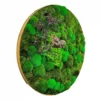 Side view of circular moss wall art showing green bun moss texture, bark piece, twigs, and natural wood frame