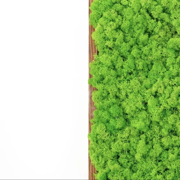 DIY Moss Picture Kit – Reindeer Moss - Image 9