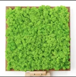 DIY Moss Picture Kit – Reindeer Moss - Image 7