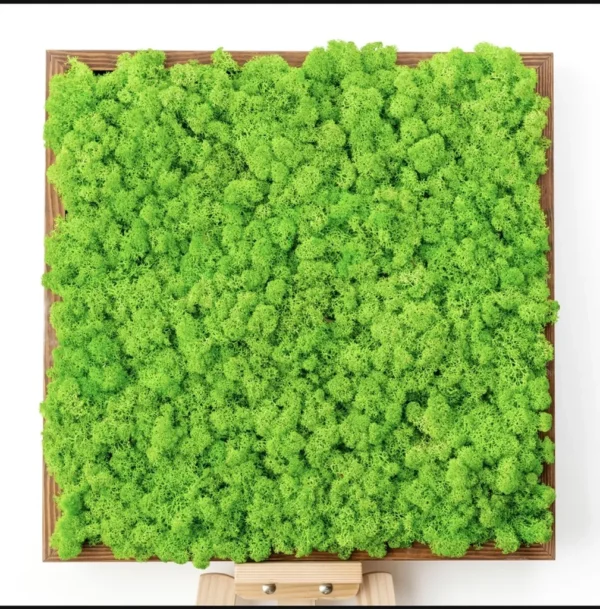 DIY Moss Picture Kit – Reindeer Moss - Image 7