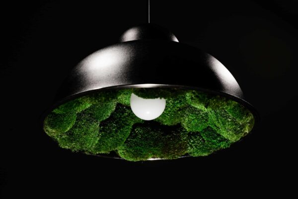 Pendant Light with Ball Moss - Image 3