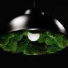 Black dome pendant lamp with green moss lining the underside around a glowing central light bulb.