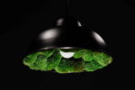 Pendant Light with Ball Moss - Image 2
