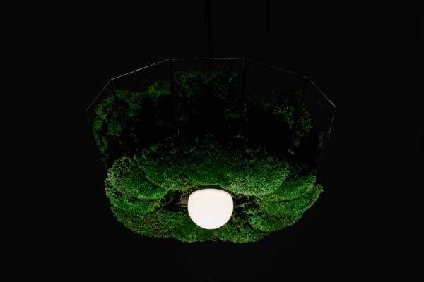 Pendant light with island moss and ball moss - Image 7