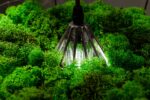 Pendant light with island moss and ball moss - Image 5