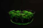 Pendant light with island moss and ball moss - Image 4
