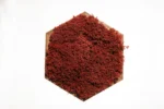 Hexagonal Moss Picture with Reindeer Moss - Image 2