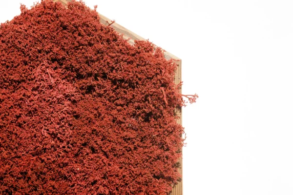 Hexagonal Moss Picture with Reindeer Moss - Image 4