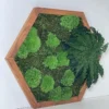 Side view of hexagon moss wall art with green bun moss and preserved fern in a natural wood frame