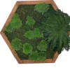 Hexagonal moss wall art featuring preserved moss and botanical plants in a wooden frame