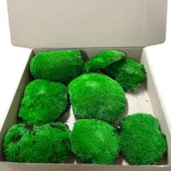 Preserved ball moss clumps packed inside an open cardboard box