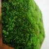 DSC_7984_result-scaled-2 Close-up side view of vibrant green moss inside a wooden frame mounted on a white wall.